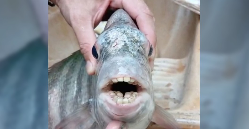 Pez con "dientes humanos"