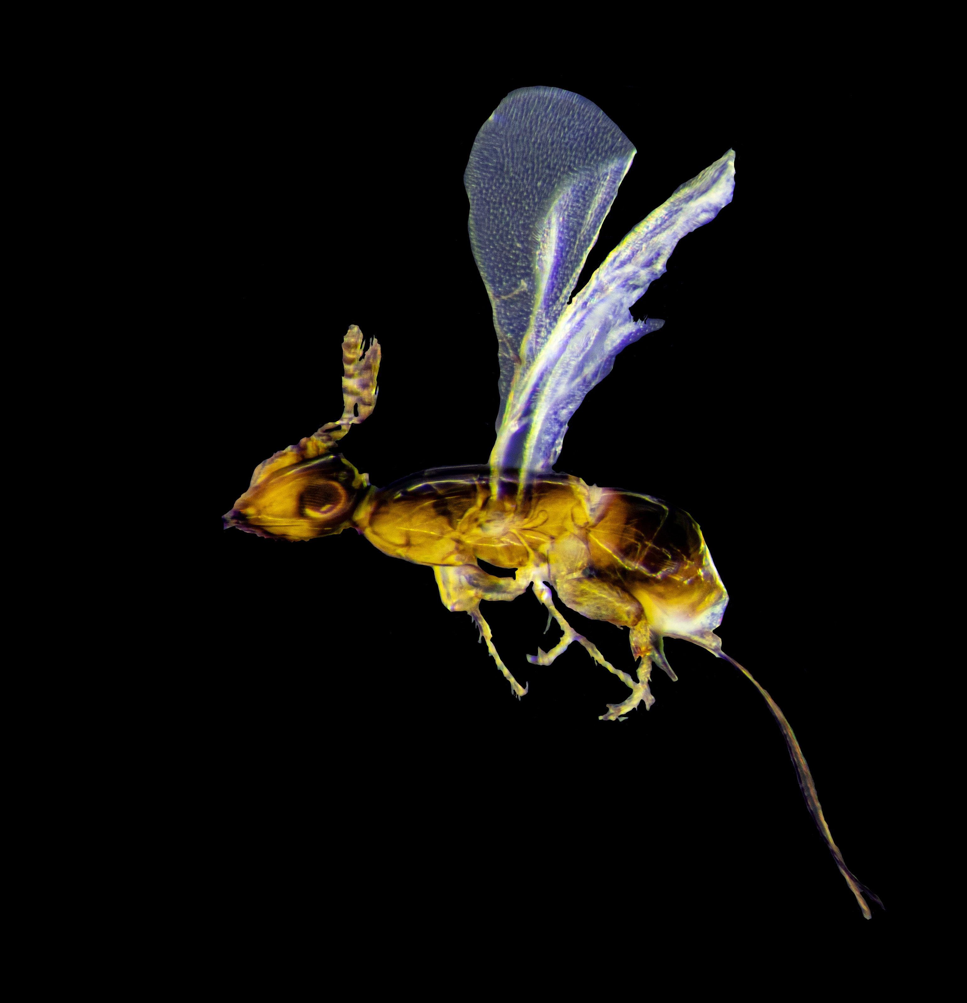 Avispa Platyscapa quadraticeps