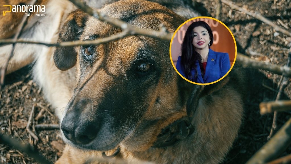 Federación por los Derechos de los Animales: Yeni Berenice Reynoso sería una gran aliada