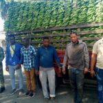 Apresan a dos dominicanos ocultaban a indocumentados en un camión cargado de guineos verdes