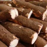 Yuca amarga