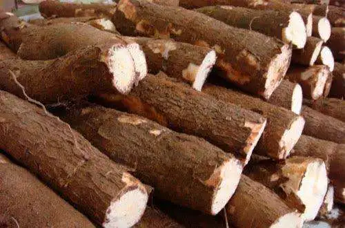 Yuca amarga