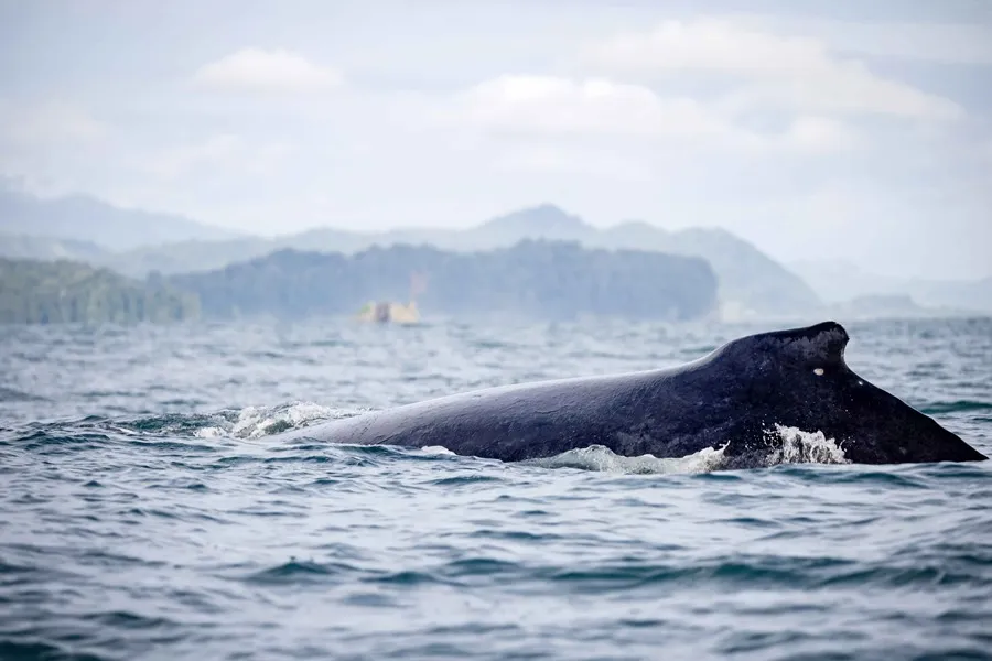 Un joven es engullido y escupido por una ballena mientras navegaba en kayak