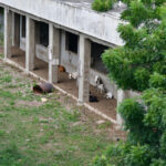 Escuela de La Caleta convertida en corral