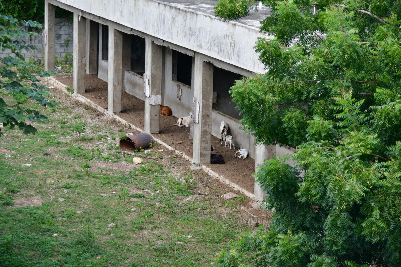 Escuela de La Caleta convertida en corral