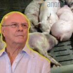 Hipólito Mejía culpa a los productores de permitir propagación de “fiebre porcina”