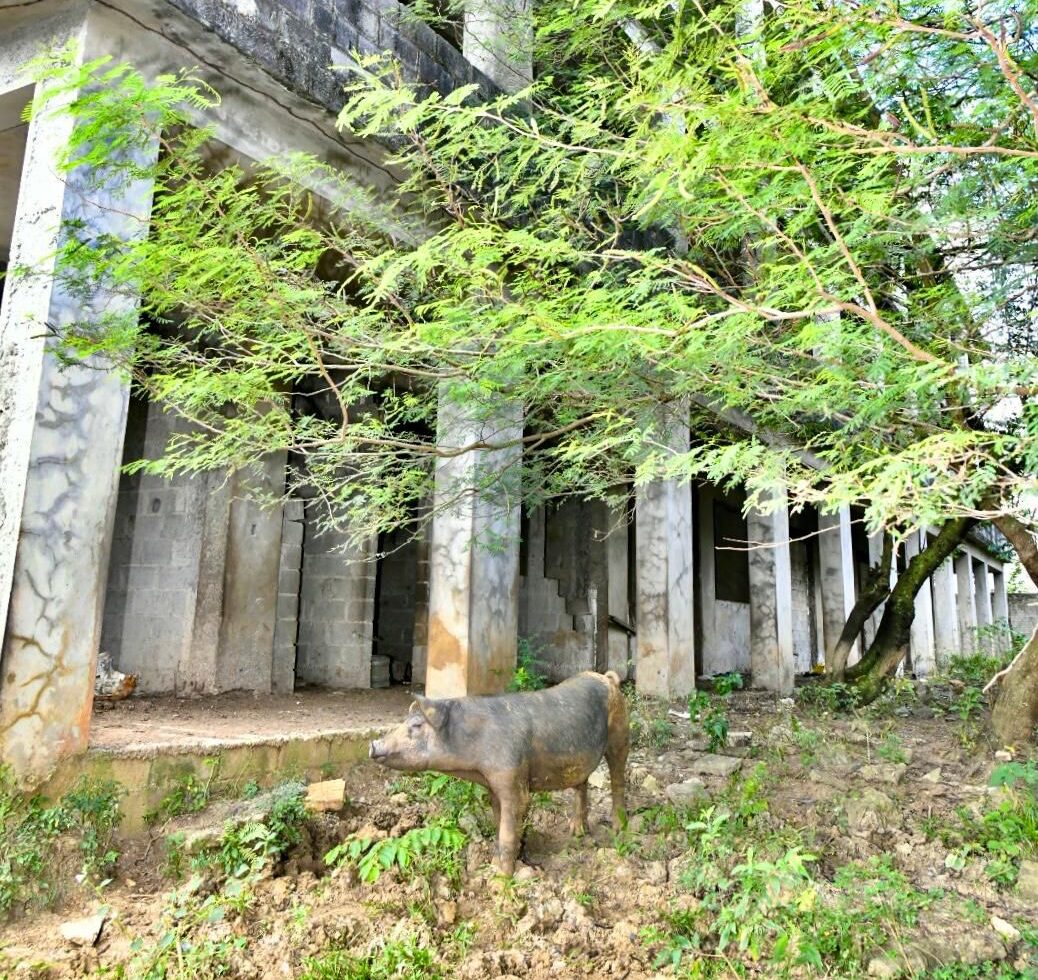 Lo que sería un centro de estudios en Villa Linda, se ha convertido en un corral de vacas y cerdos