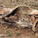 Autoridades que cerdos en Dajabón murieron a causa de fiebre porcina africana