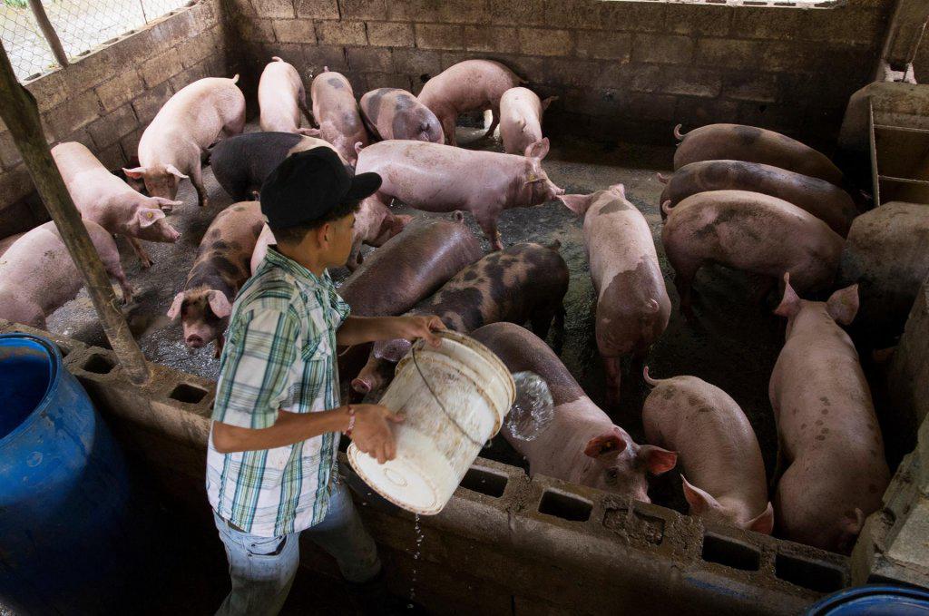 FP culpa al PRM de dañar "estatus sanitario del país" y crear crisis a productores de cerdo por mal manejo de la PPA