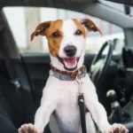 Los resultados reflejan un posible sesgo humano al interpretar emociones caninas