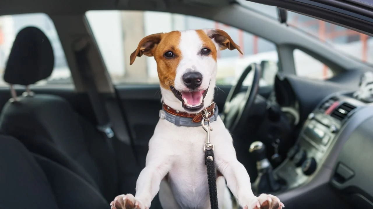 Los resultados reflejan un posible sesgo humano al interpretar emociones caninas