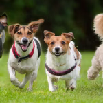 La FDA certifica píldora que retrasa envejecimiento de los perros