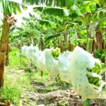 Más de 500 productores aseguran han ido a la quiebra en Valverde