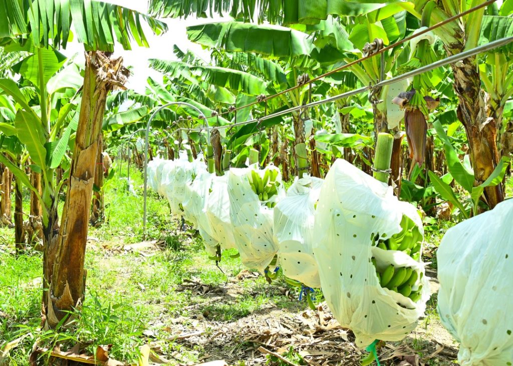 Más de 500 productores aseguran han ido a la quiebra en Valverde