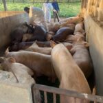 Sacrifican 300 cerdos por peste porcina a productor y autoridades se niegan pagarle compensación