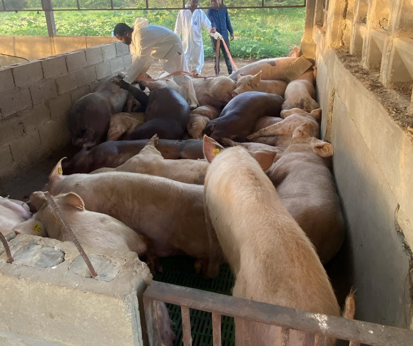 Sacrifican 300 cerdos por peste porcina a productor y autoridades se niegan pagarle compensación