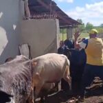 Ejército Dominicano recupera ganado robado en Dajabón