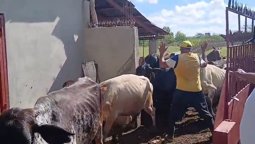 Ejército Dominicano recupera ganado robado en Dajabón