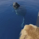 Perra de una capitana que perdió sus barcos en incendio de Lahaina ladra de alegría al ver ballenas