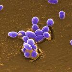 Encuentran peligrosos hongos vivos flotando en la estratósfera