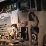 El duelo de una mamá elefanta tras perder a su cría, atropellada por un camión