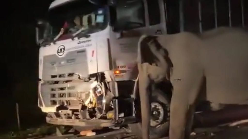 El duelo de una mamá elefanta tras perder a su cría, atropellada por un camión