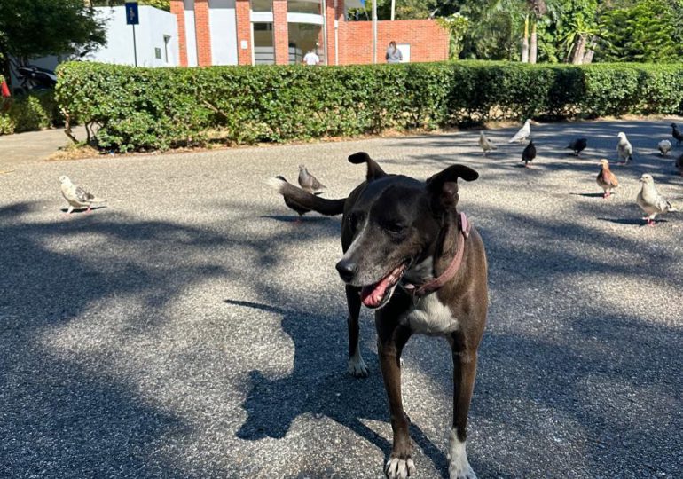 Alcaldía da seguimiento al caso de envenenamiento de perros en el Parque Mirador Sur