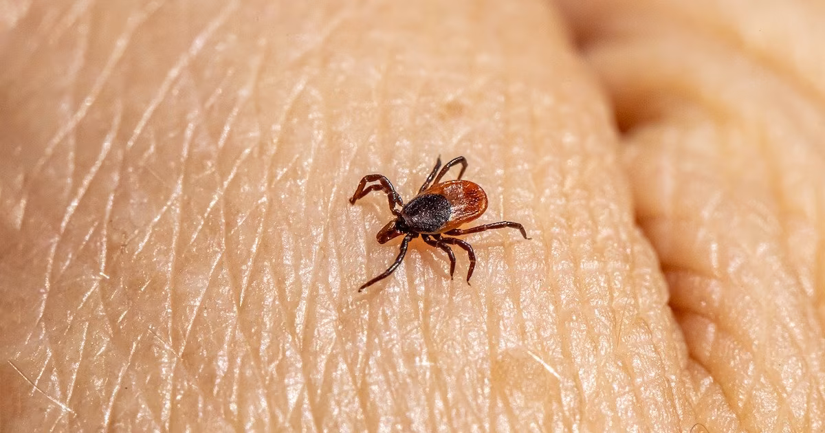 Habitantes de zonas rurales de España tienen un 36% de riesgo a padecer enfermedad de Lyme por garrapatas