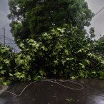 Hombre muere aplastado por un árbol por derrumbe provocado por lluvias en Puerto Rico