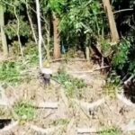 Organizaciones comunitarias ubicadas en la zona de influencia de las operaciones de la Barrick Gold en Cotuí denunciaron la destrucción de una zona boscosa, atentando contra el nacimiento del río El Naranjo.