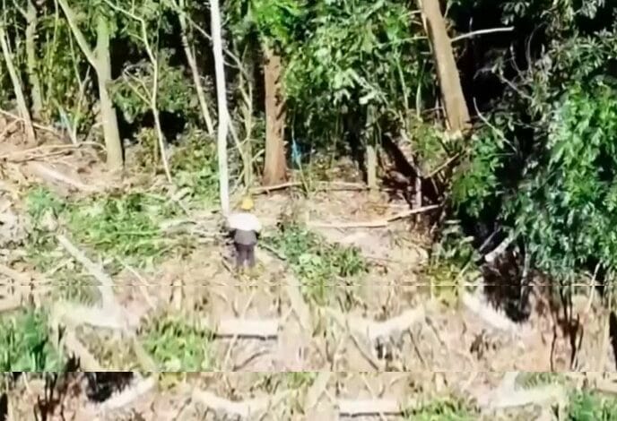 Organizaciones comunitarias ubicadas en la zona de influencia de las operaciones de la Barrick Gold en Cotuí denunciaron la destrucción de una zona boscosa, atentando contra el nacimiento del río El Naranjo.