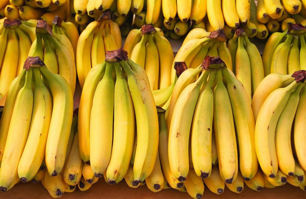 Exportación de banano orgánico a la Unión Europea desciende a un 17 %