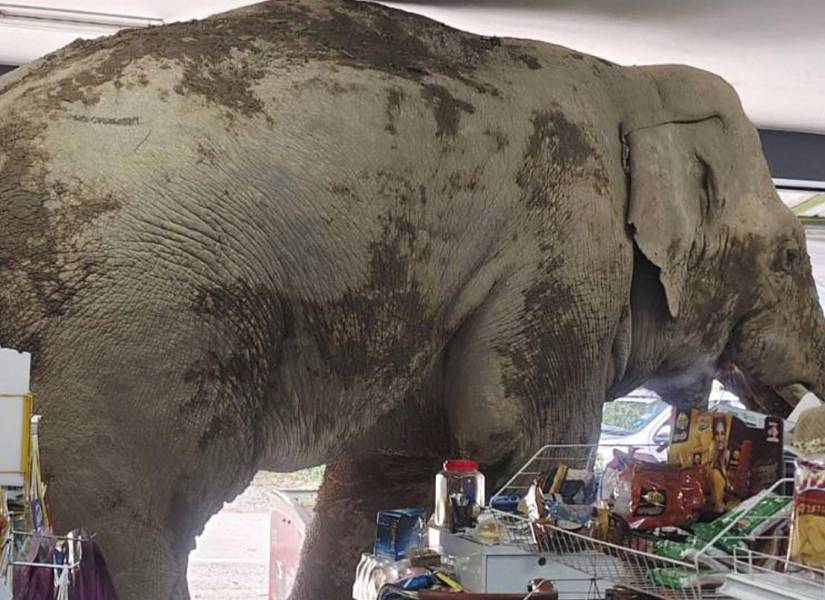 El elefante macho, llamado Plai Biang Lek, no dejó ningún herido. | AP