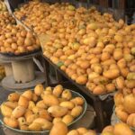Productores de mango denuncian grandes pérdidas por falta de mercado en Dajabón