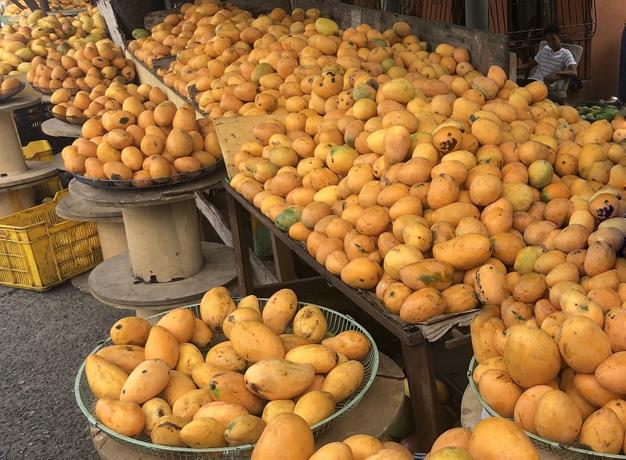 Productores de mango denuncian grandes pérdidas por falta de mercado en Dajabón