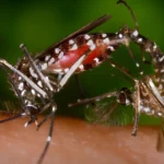 OMS pide medidas para evitar una expansión del virus “Chikungunya”
