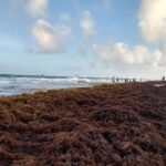 Sargazo en una playa del Este / Fuente externa