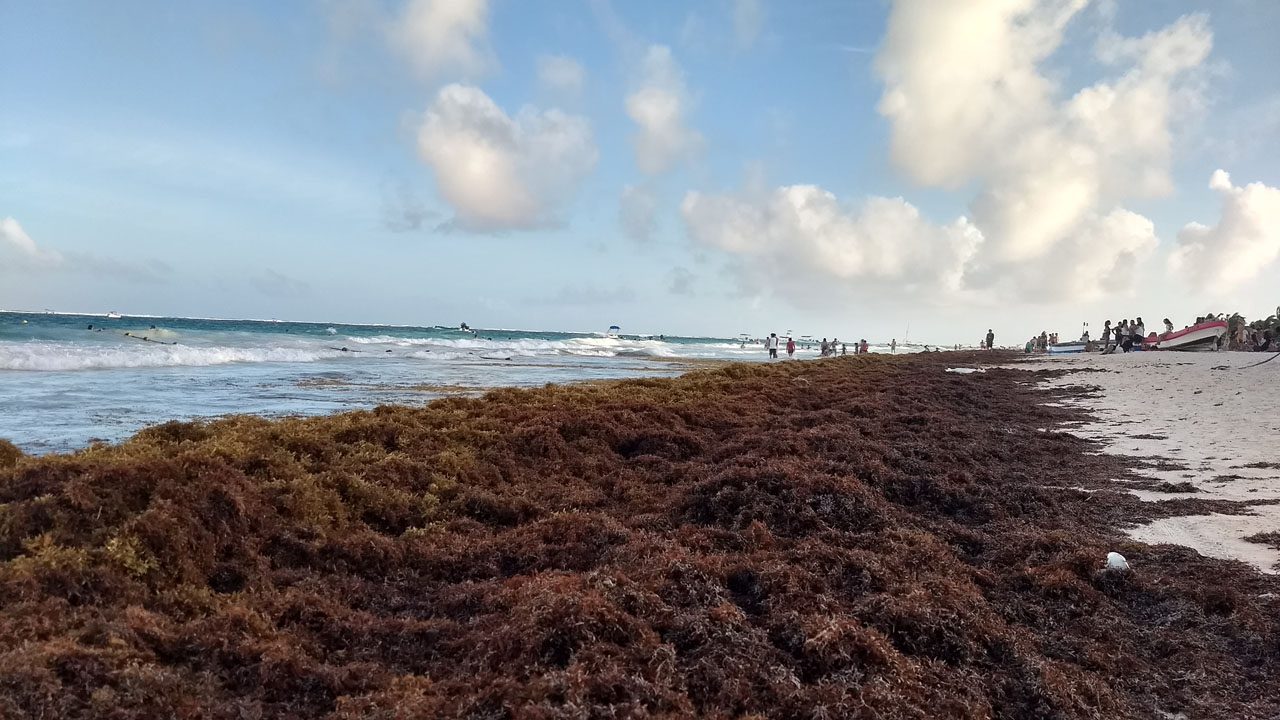 Sargazo en una playa del Este / Fuente externa