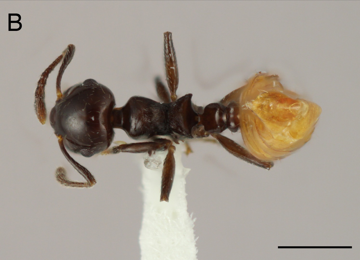 Crematogaster dorada / Fuente externa