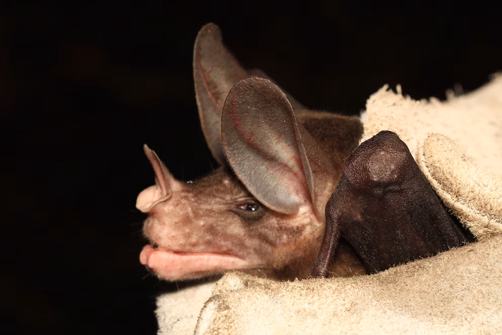 Un vampiro de aspecto aterrador no es un depredador solitario: comparte presas, se abraza y cría en familia