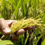 Demanda de arroz