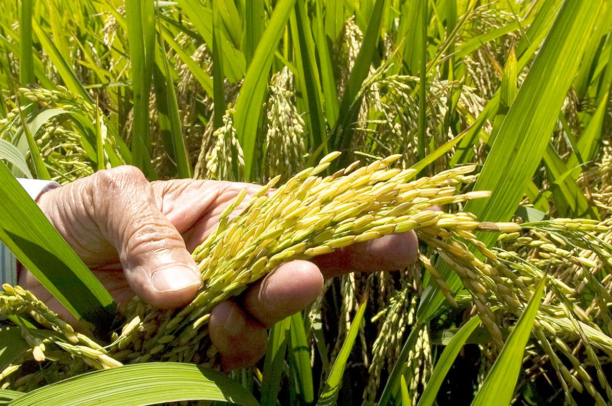 Demanda de arroz
