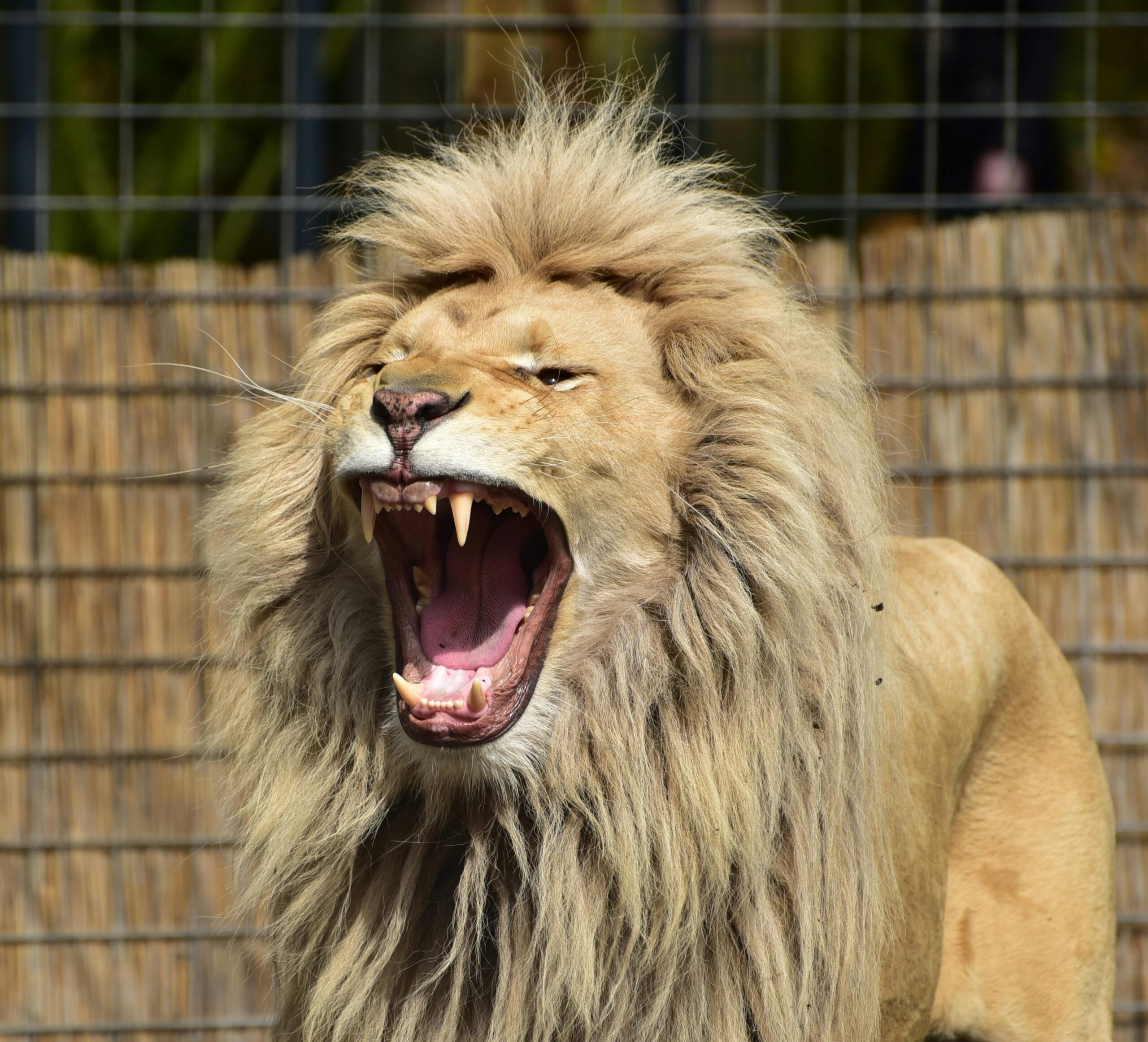 León