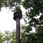 Culebra de 100 libras en OCOA.