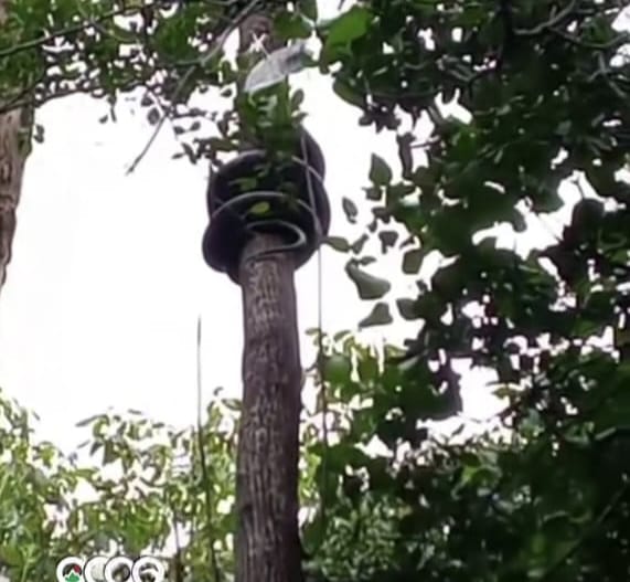 Culebra de 100 libras en OCOA.