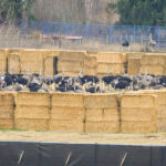 Avestruces cerca de la granja Universal Ostrich Farms, Edgewood (Columbia Británica, Canadá),