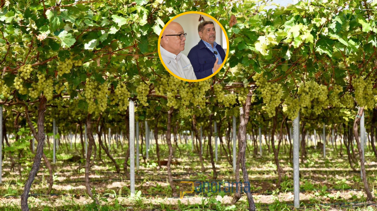Productividad local de 4 mil cajas de uvas por hectárea duplica promedio internacional