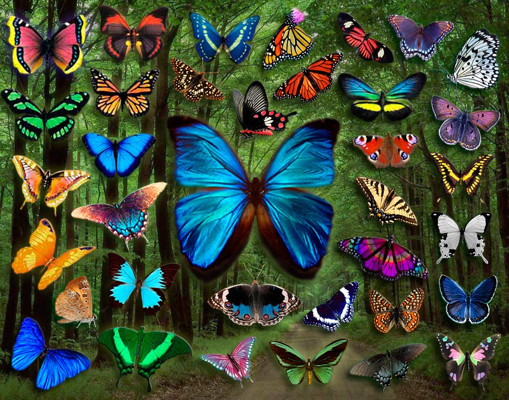 Investigación revela 9 especies nuevas de mariposas en Sudamérica