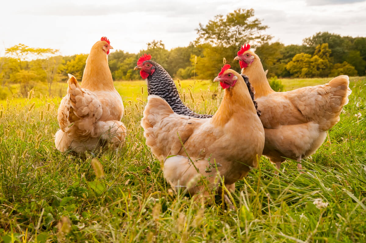 ADA garantiza el abastecimiento de pollo para Nochebuena