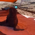 Lobo marino ingresó a la estructura mientras varias personas disfrutaban